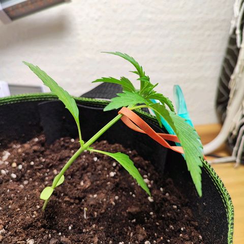 Northern Light Auto  growlog timeline photo