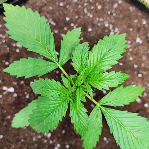 Northern Light Auto  growlog timeline photo