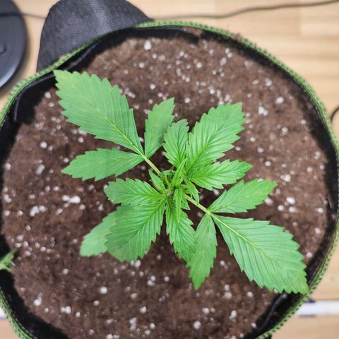 Northern Light Auto  growlog timeline photo