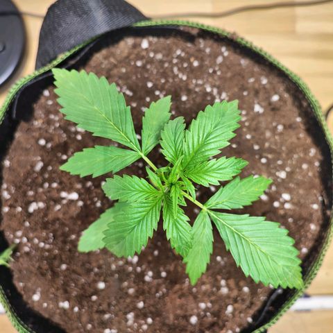 Northern Light Auto  growlog timeline photo