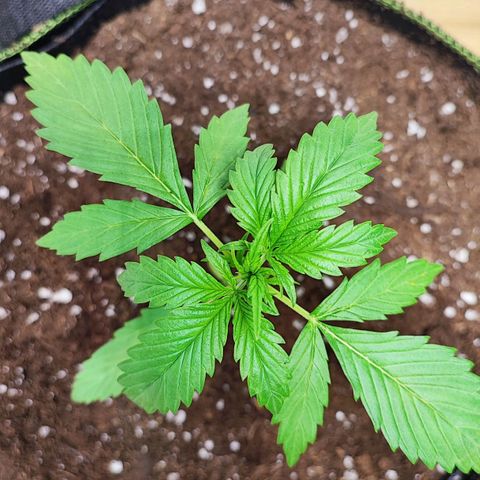 Northern Light Auto  growlog timeline photo