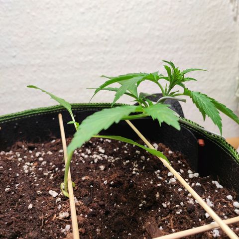 Northern Light Auto  growlog timeline photo