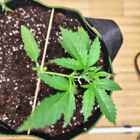 Northern Light Auto  growlog timeline photo