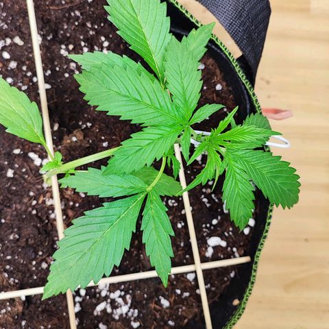Northern Light Auto  growlog timeline photo