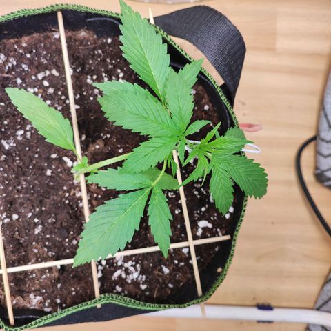 Northern Light Auto  growlog timeline photo