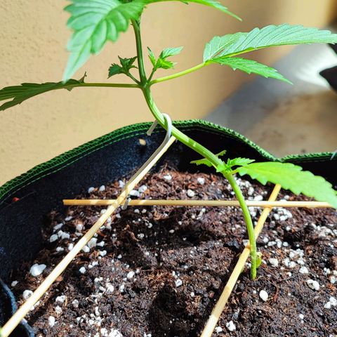 Northern Light Auto  growlog timeline photo