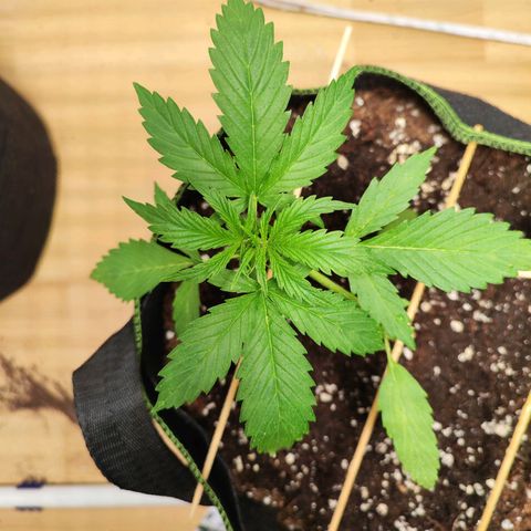 Northern Light Auto  growlog timeline photo