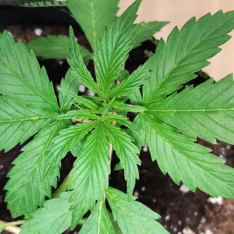 Northern Light Auto  growlog timeline photo