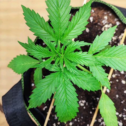 Northern Light Auto  growlog timeline photo
