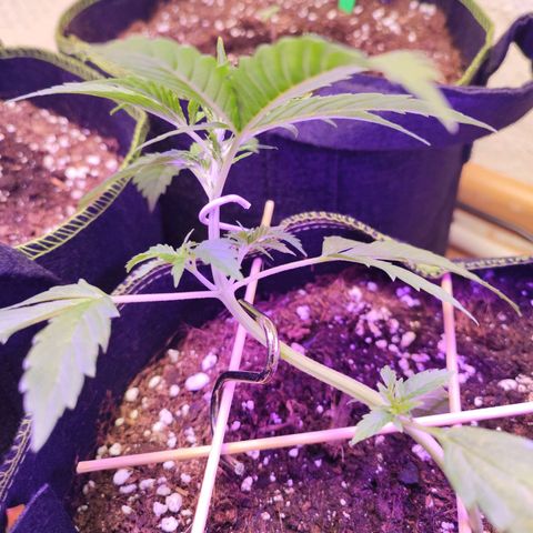 Northern Light Auto  growlog timeline photo