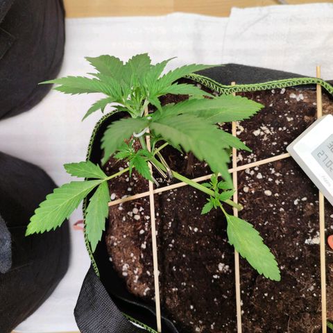 Northern Light Auto  growlog timeline photo