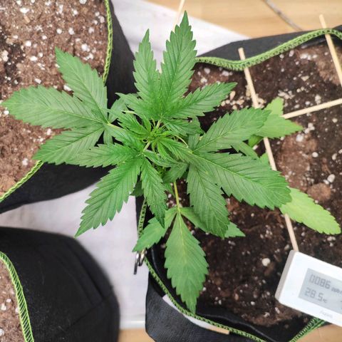Northern Light Auto  growlog timeline photo