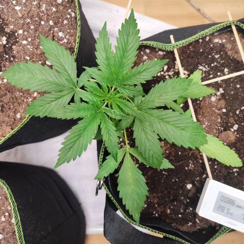 Northern Light Auto  growlog timeline photo
