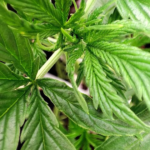 Northern Light Auto  growlog timeline photo