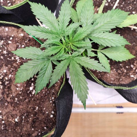 Northern Light Auto  growlog timeline photo