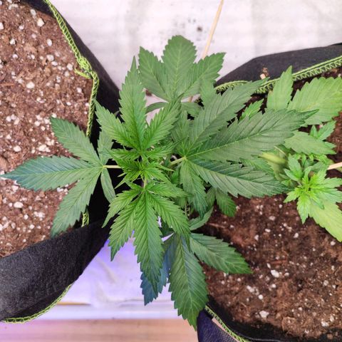 Northern Light Auto  growlog timeline photo