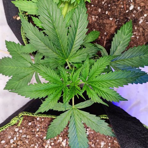 Northern Light Auto  growlog timeline photo