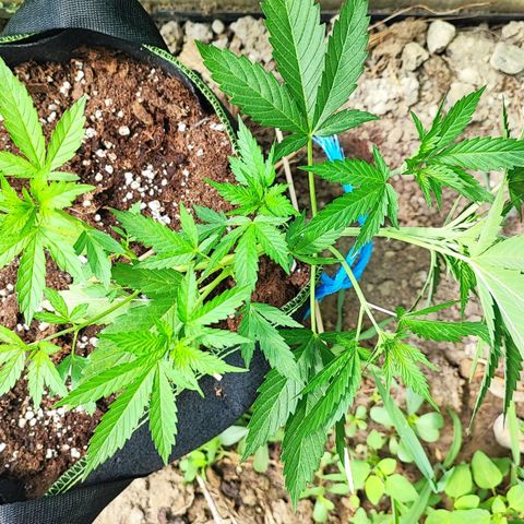 Northern Light Auto  growlog timeline photo