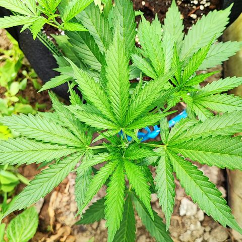 Northern Light Auto  growlog timeline photo