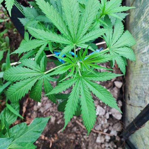 Northern Light Auto  growlog timeline photo