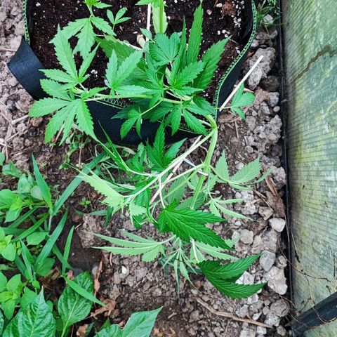 Northern Light Auto  growlog timeline photo