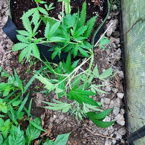 Northern Light Auto  growlog timeline photo