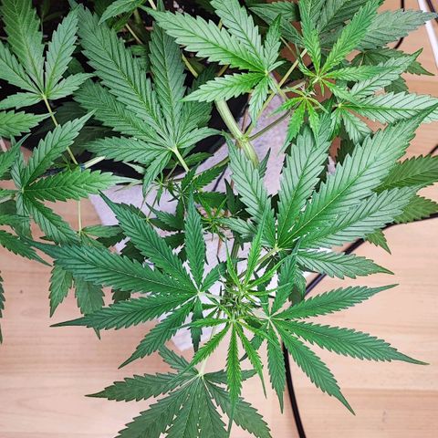 Northern Light Auto  growlog timeline photo