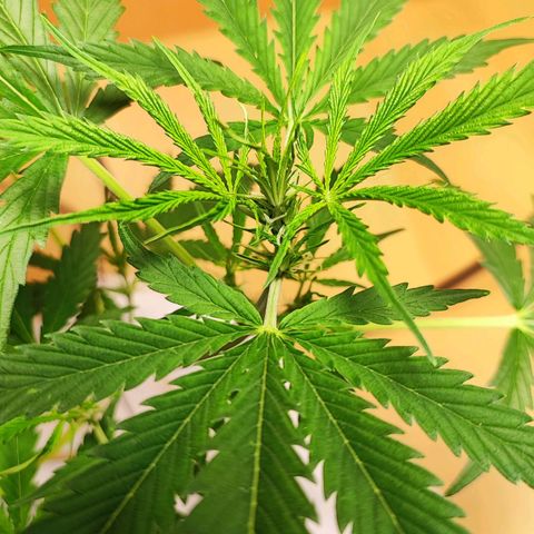 Northern Light Auto  growlog timeline photo
