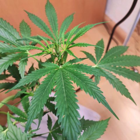 Northern Light Auto  growlog timeline photo