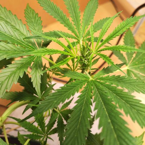 Northern Light Auto  growlog timeline photo