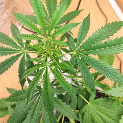 Northern Light Auto  growlog timeline photo