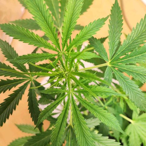 Northern Light Auto  growlog timeline photo