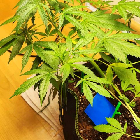 Northern Light Auto  growlog timeline photo