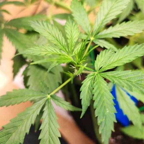 Northern Light Auto  growlog timeline photo