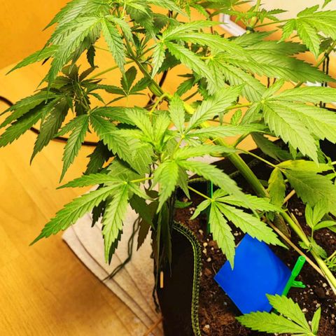 Northern Light Auto  growlog timeline photo