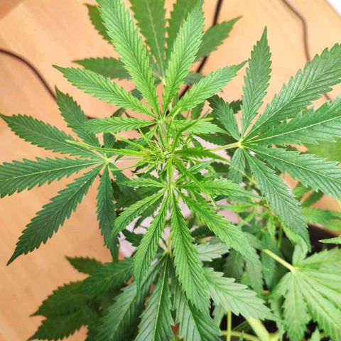 Northern Light Auto  growlog timeline photo