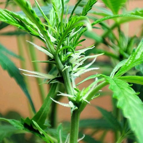 Northern Light Auto  growlog timeline photo