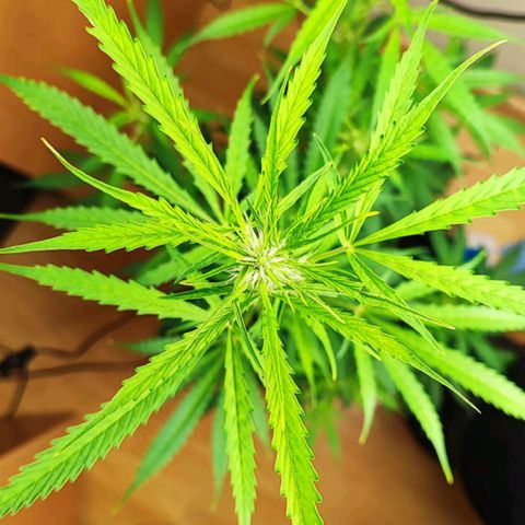 Northern Light Auto  growlog timeline photo