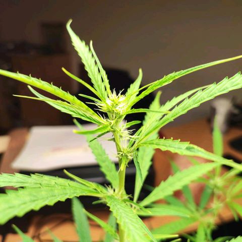 Northern Light Auto  growlog timeline photo
