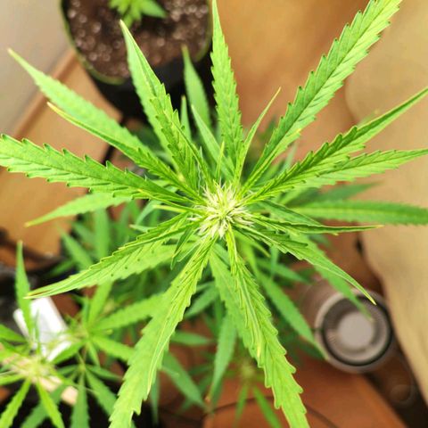 Northern Light Auto  growlog timeline photo