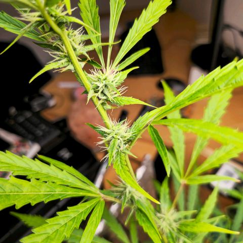 Northern Light Auto  growlog timeline photo