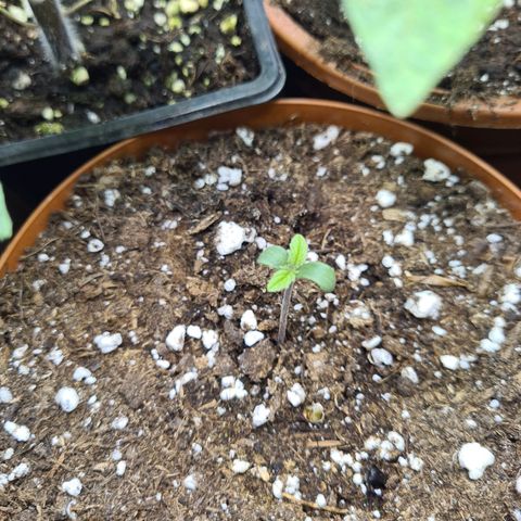 Special queen  growlog timeline photo