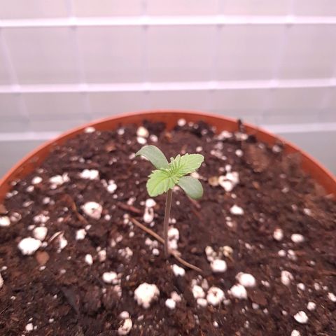 Special queen  growlog timeline photo