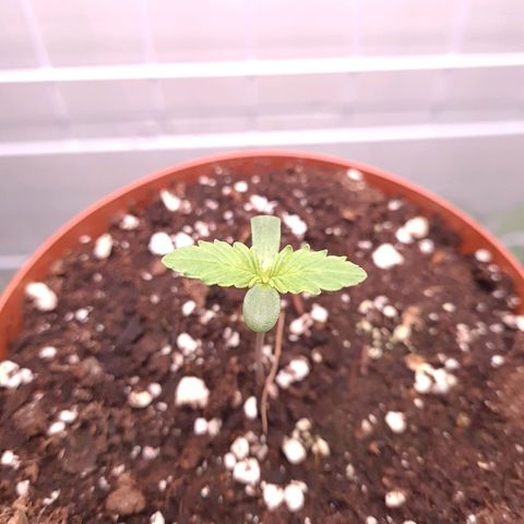 Special queen  growlog timeline photo