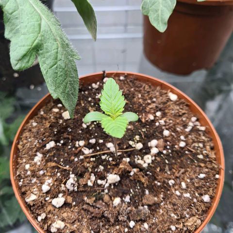 Special queen  growlog timeline photo