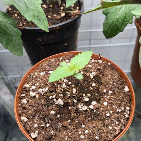 Special queen  growlog timeline photo
