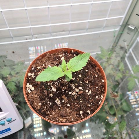 Special queen  growlog timeline photo