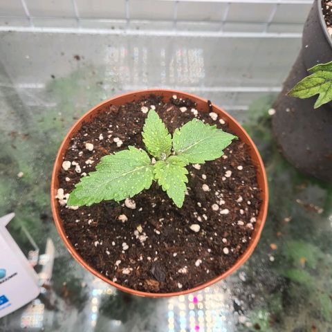 Special queen  growlog timeline photo