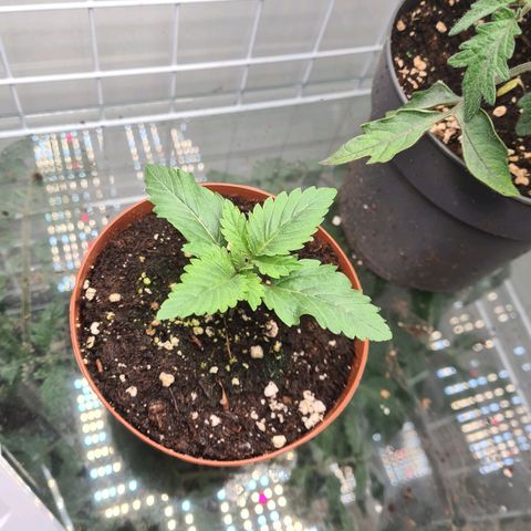 Special queen  growlog timeline photo