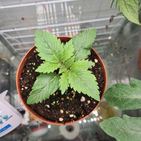 Special queen  growlog timeline photo